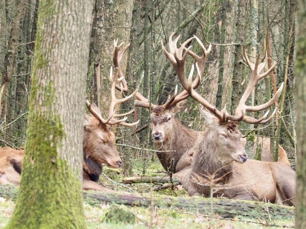 Вилла Royal Veluwe Пюттен Экстерьер фото